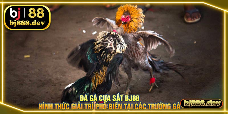 đá gà cựa sắt