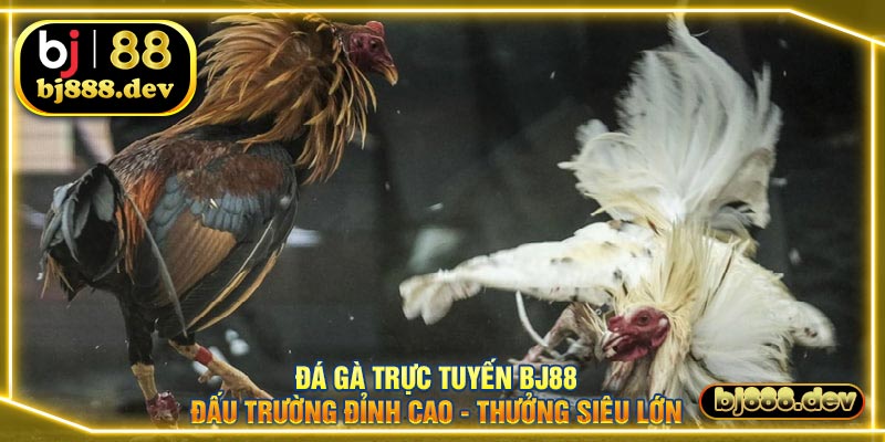 đá gà trực tuyến