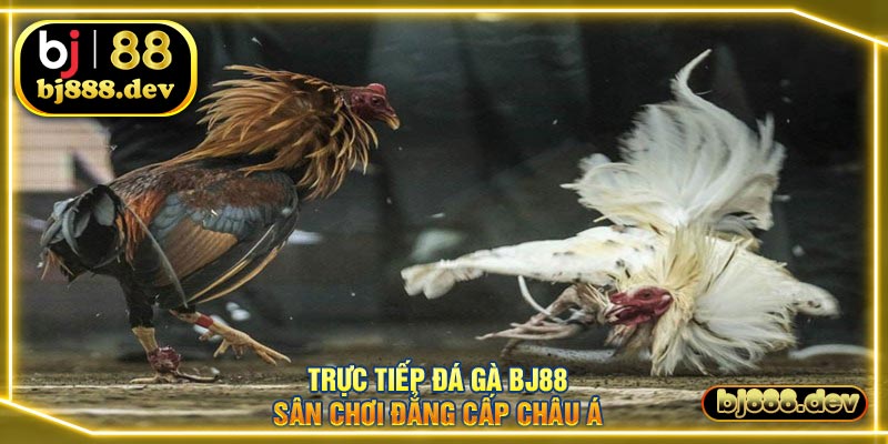 trực tiếp đá gà